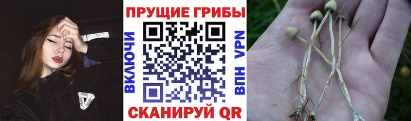 Галлюциногенные грибы мухоморы Курск